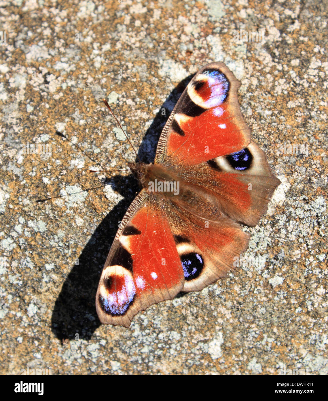 Abinger in Surrey Hills in der Nähe von Dorking, England, UK. 9. März 2014. Die europäischen Peacock Butterfly Gattung Inachis Io, gesehen hier sonnen sich in der ersten Frühlingssonne. Es ist eine auf die frühesten UK Schmetterlinge aus dem Ruhezustand entstehen. Die markanten Auge-Spots die ähneln die Schwanzfedern ein Pfau werden als ein Anti-Predator-Mechanismus verwendet. Bildnachweis: Julia Gavin/Alamy Live-Nachrichten Stockfoto