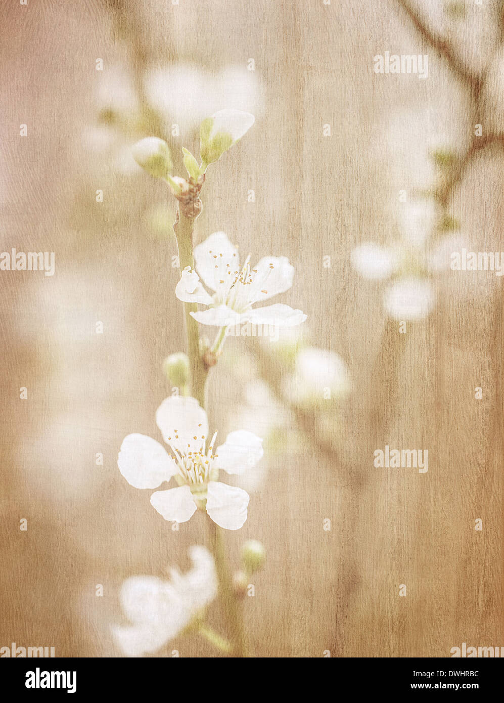 Kirschbaum Blüte, abstrakte weiche Farbe floraler Hintergrund, weiß blühende Blumen, Frühling Garten Saisonalität Stockfoto