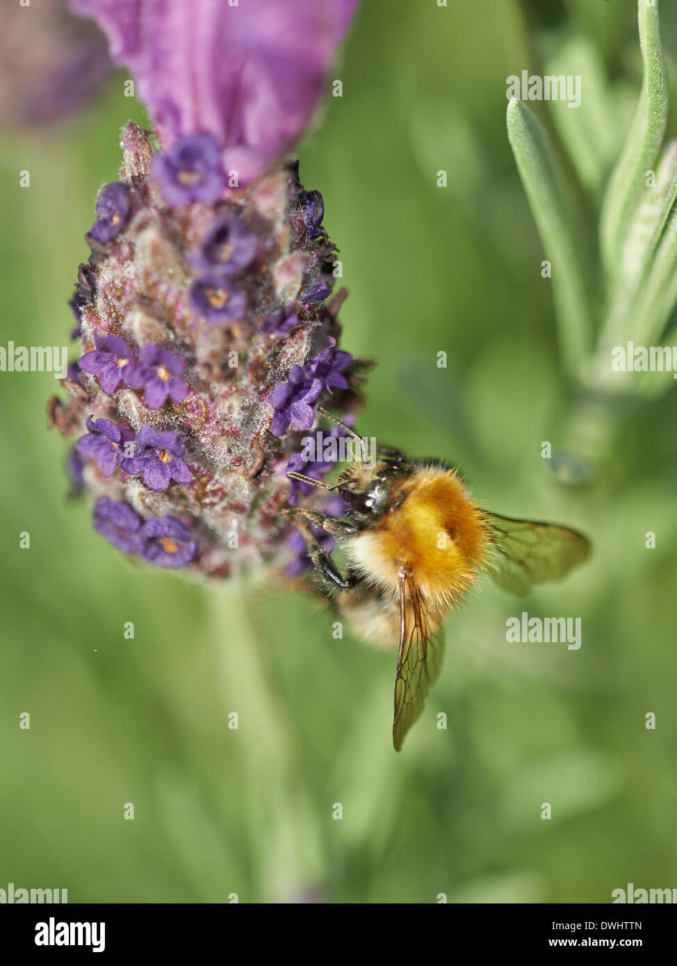 Karde Hummel Stockfoto