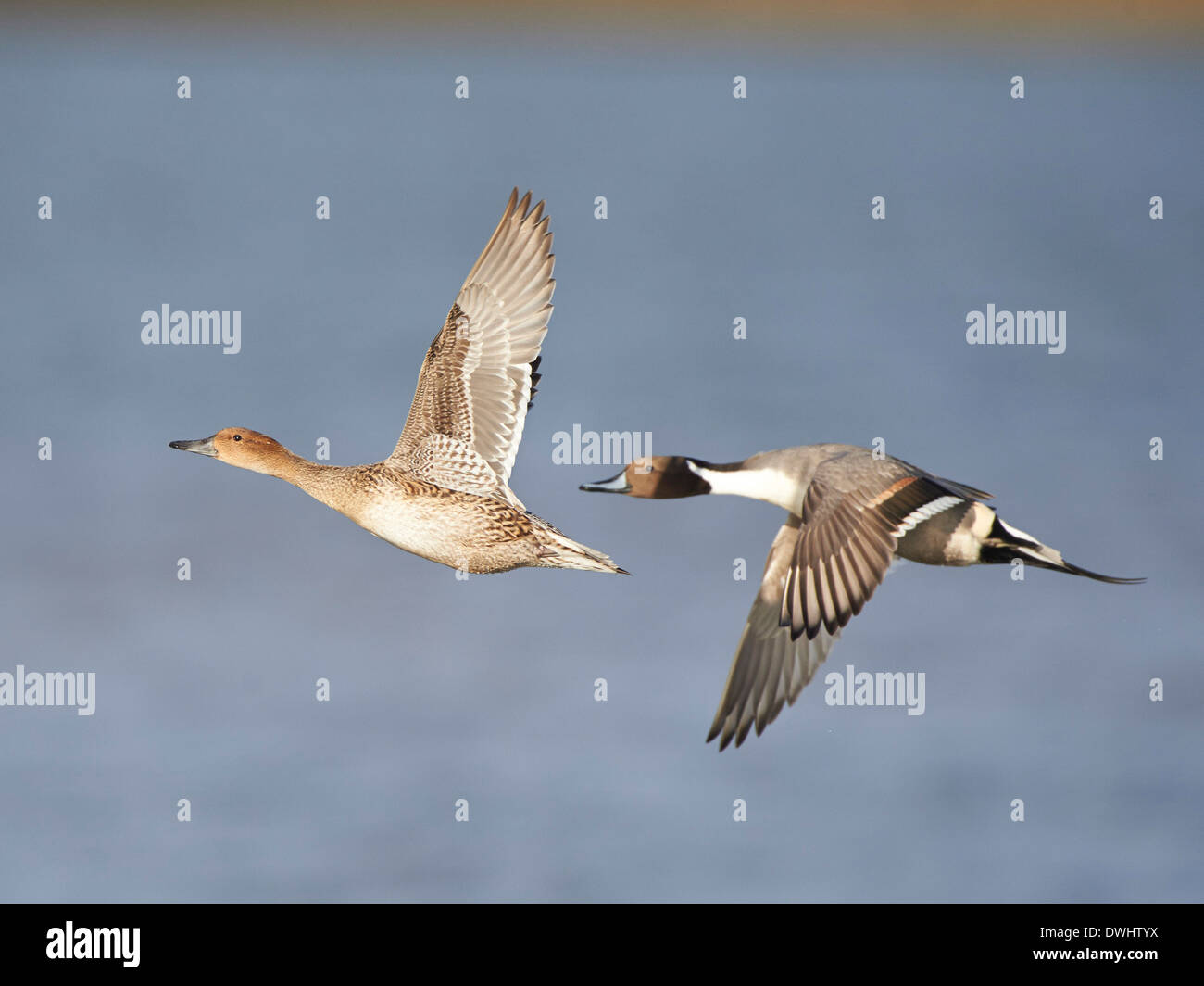 Spießente im Flug Stockfoto