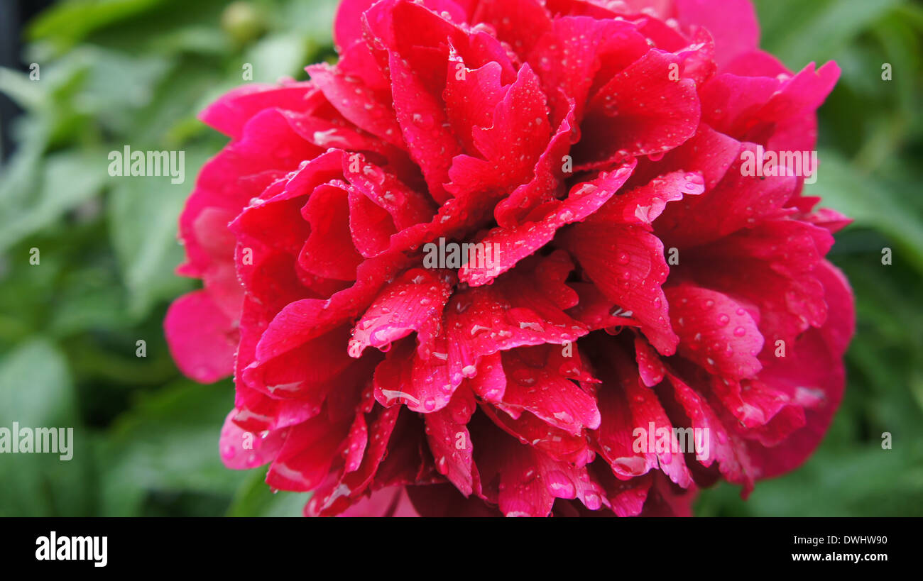 Makro-Bild der Pfingstrose Rose. Stockfoto