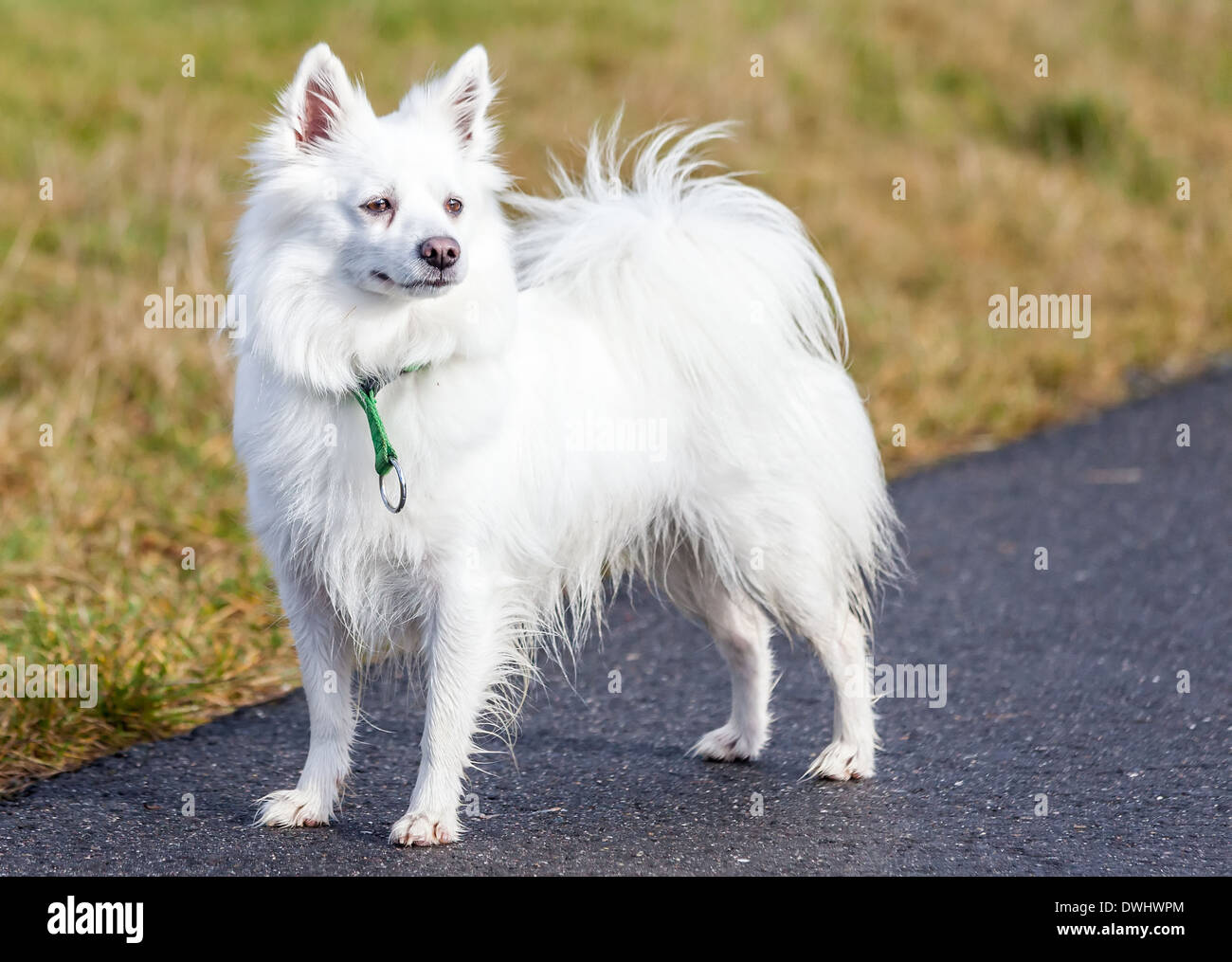 Schöne junge weiße Spitz Hund stehend auf Pfad Stockfoto
