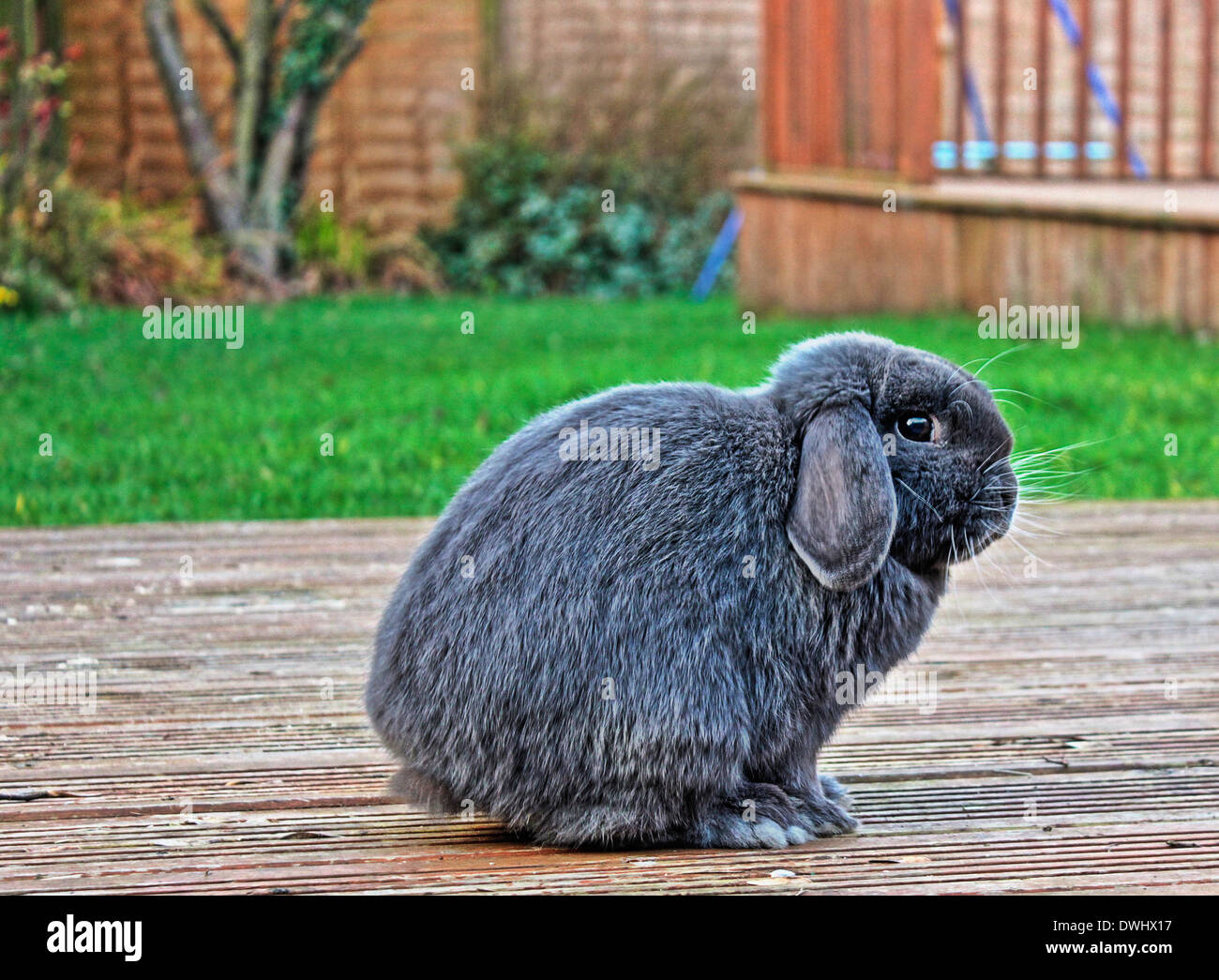 Kaninchen Sie auf Terrassendielen im Garten Stockfoto