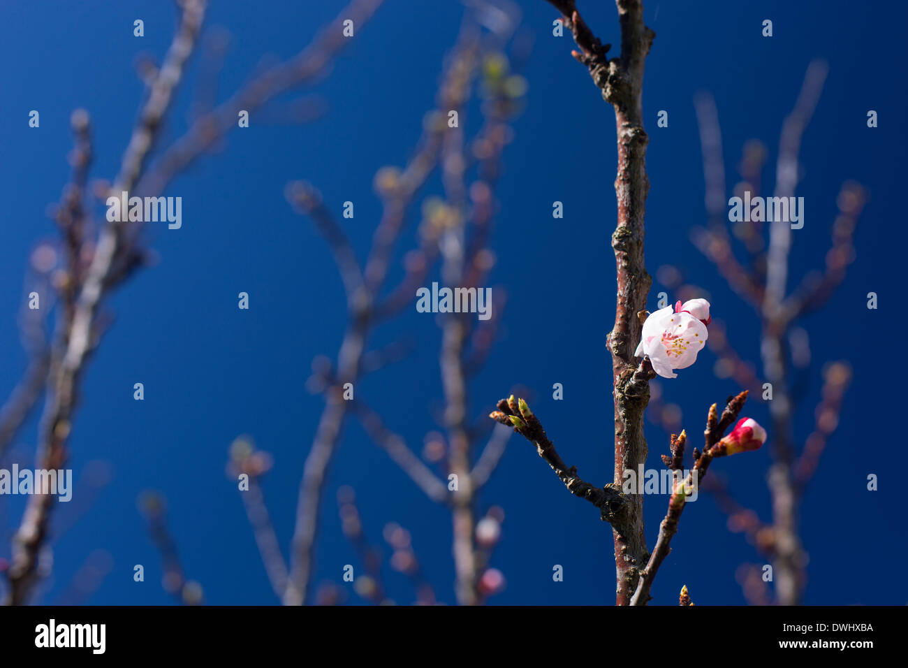 Blume der Schönheit im blauen Himmelshintergrund Stockfoto