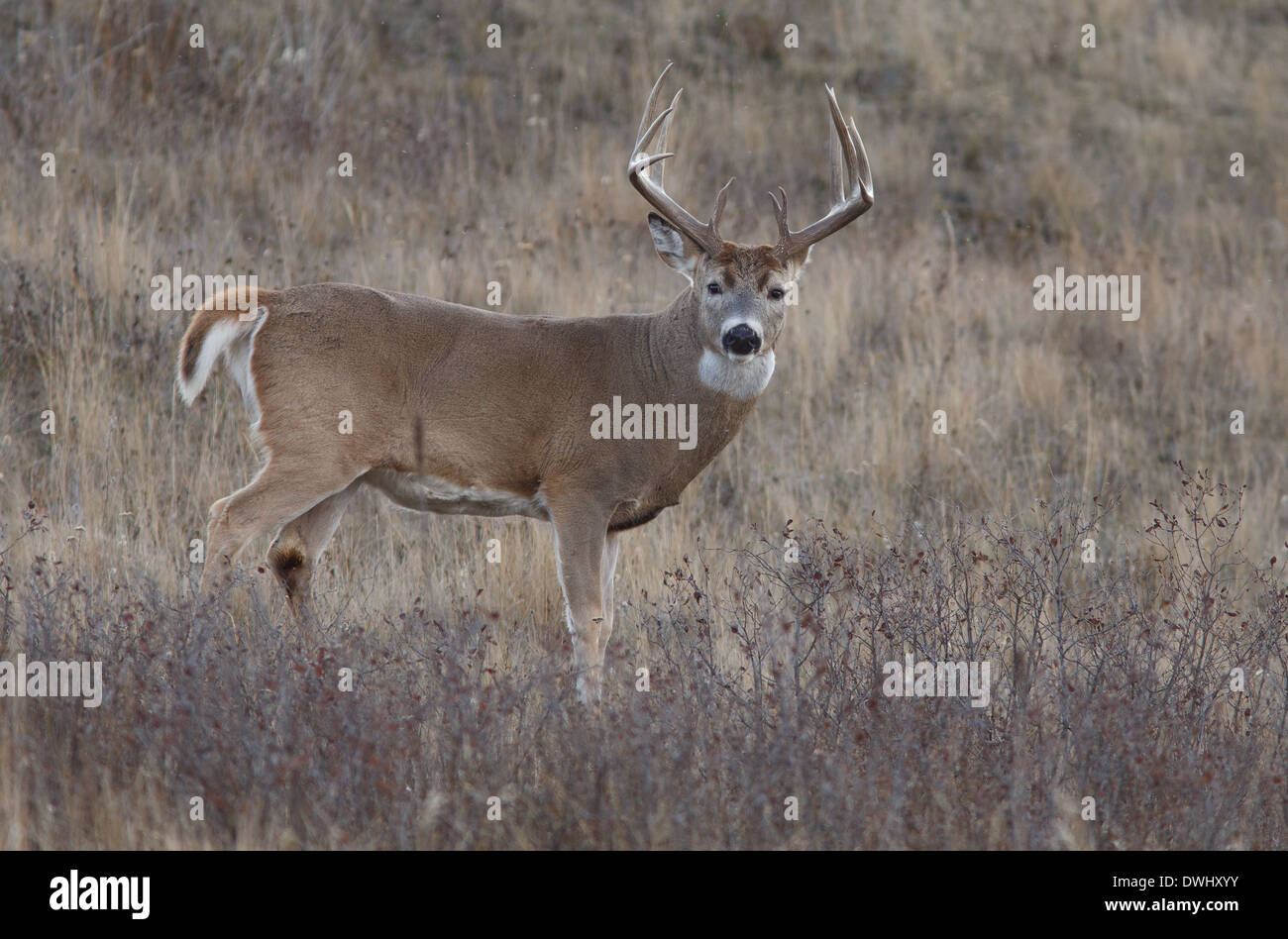 Ein großen alten Bock auf der Montana-Prärie. Stockfoto