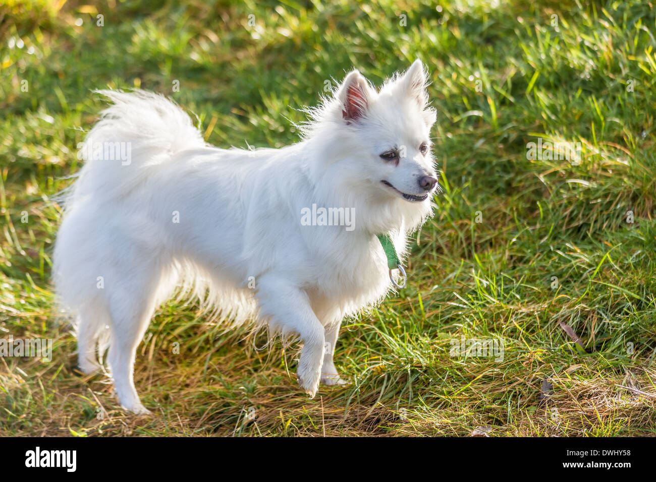 Weiße Pommerschen Hund stehend auf Wiese Stockfoto