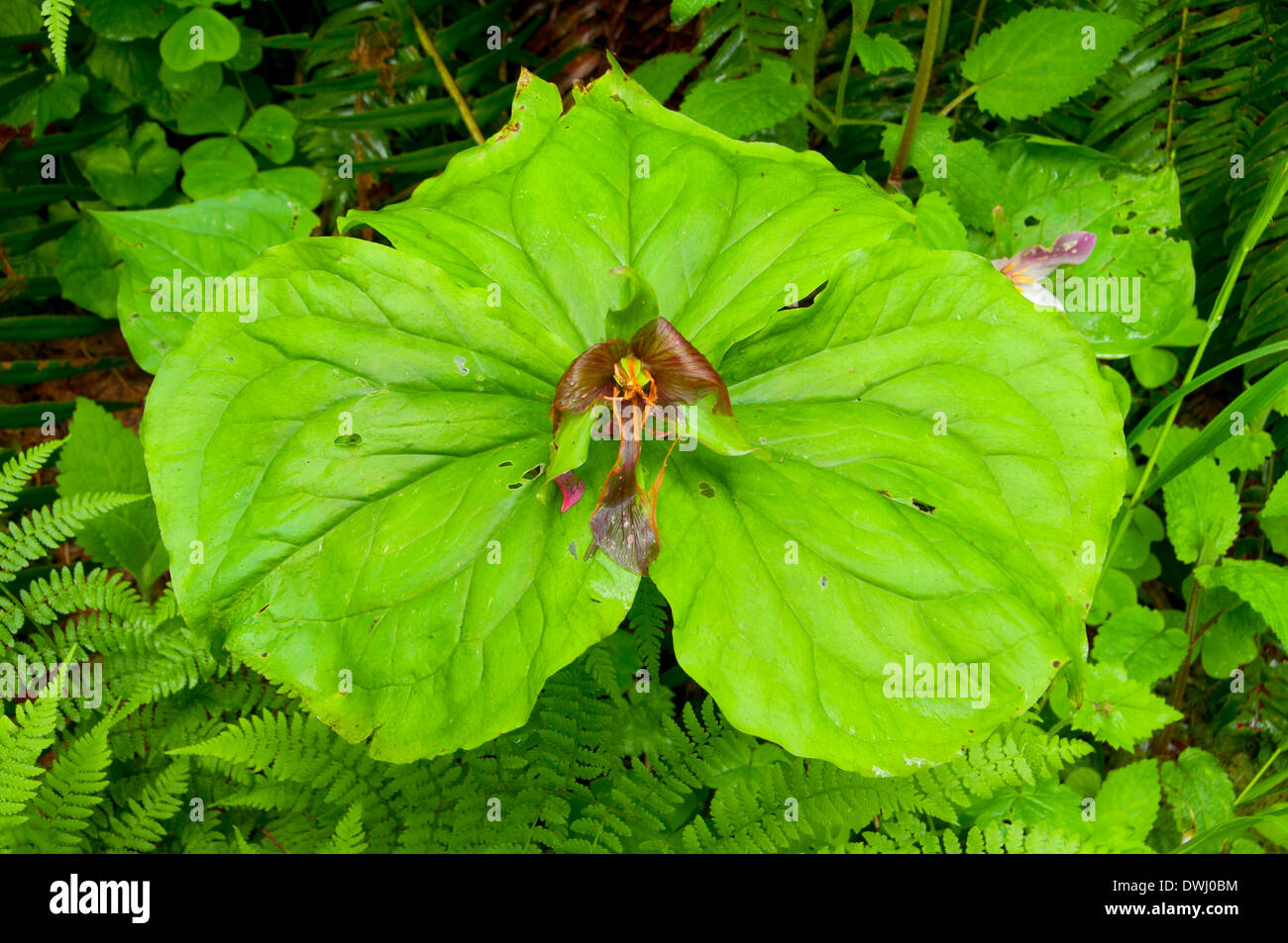 Westlichen Trillium entlang Harris Ranch Trail, Drift Creek Wilderness Siuslaw National Forest, Oregon Stockfoto