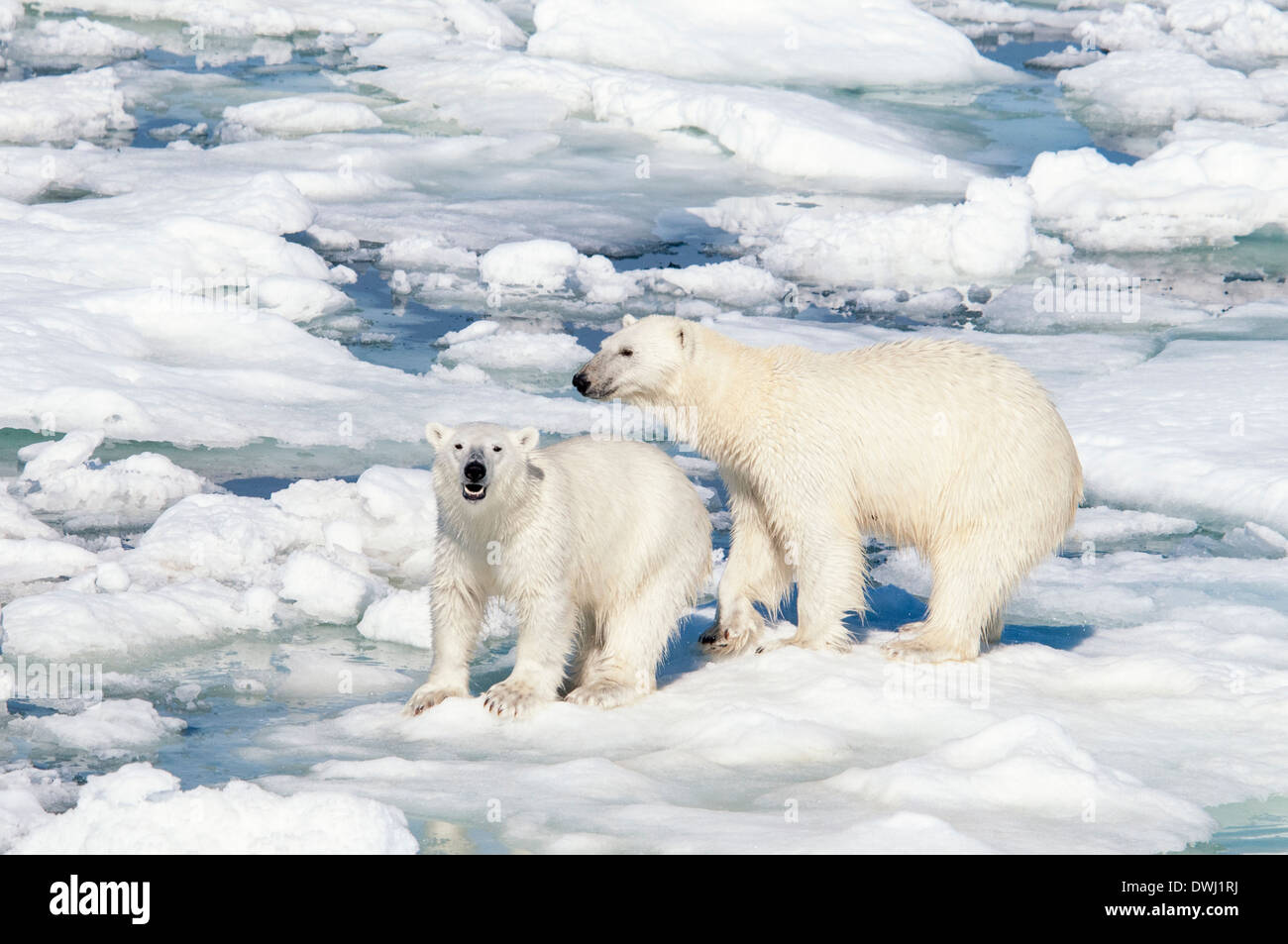 Eisbär-Mutter mit Roaring Jährling Cub, Ursus Maritimus, Olgastretet Packeis, Spitzbergen, Svalbard-Archipel, Norwegen Stockfoto