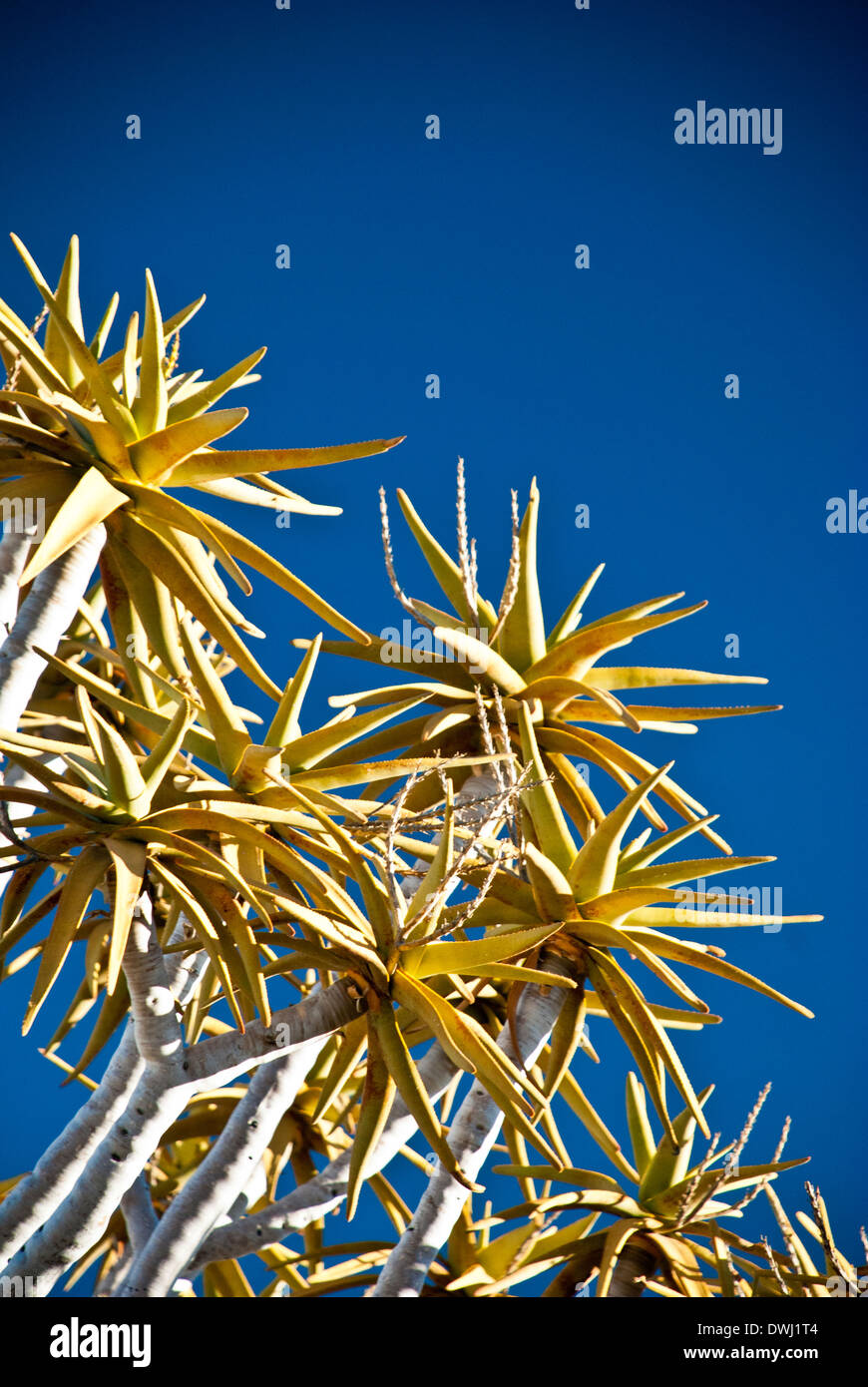 Nahaufnahme der Zweige der ein Köcher Baum, Kokerboom, Aloe Dichotoma, Köcherbaumwald, Keetmannshoop, Namibia, West-Afrika Stockfoto