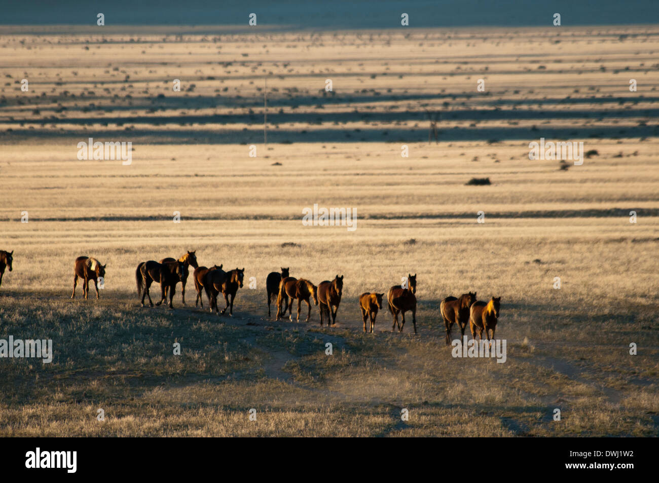 Eine Herde von namibische Wildpferde, Equus Ferus Caballus, zu Fuß in einer Linie an der Wasserstelle Garub Aus, Namibia, Afrika Stockfoto