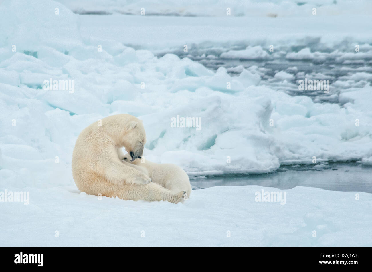 Eisbär-Mutter, Ursus Maritimus, Krankenpflege und lecken Cub, Olgastretet Packeis, Spitzbergen, Spitzbergen, Norwegen Stockfoto