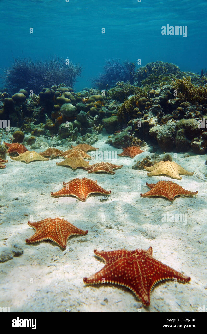 Viele Seesterne unter Wasser mit einem Korallenriff, Atlantik, Bahamas-Inseln Stockfoto
