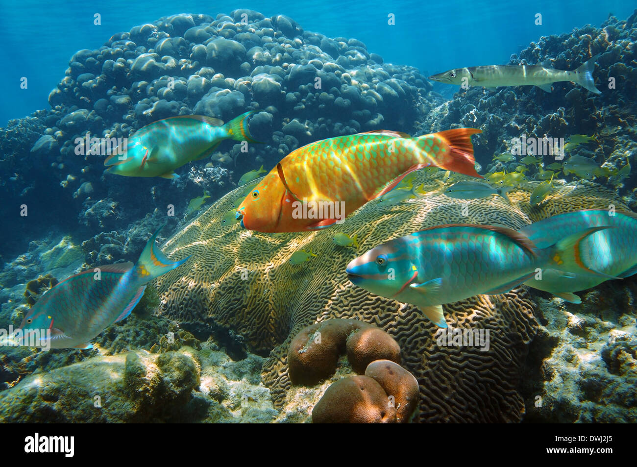 Unterwasserlandschaft im karibischen Meer mit bunten Fischschwarm in