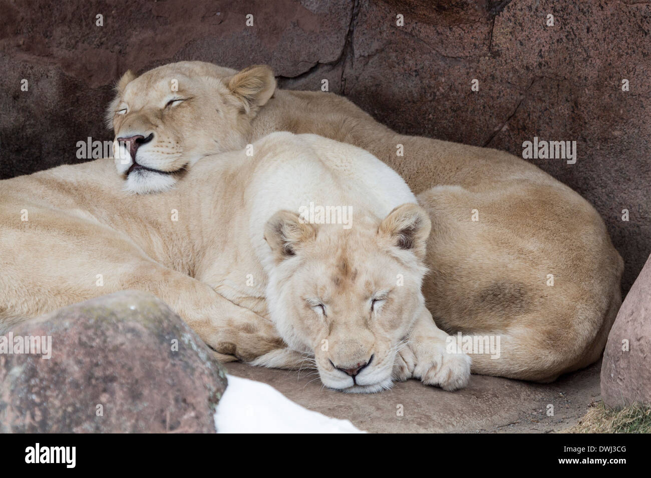 Zwei weiße Löwen schlafen auf dem Toronto Zoo Stockfoto