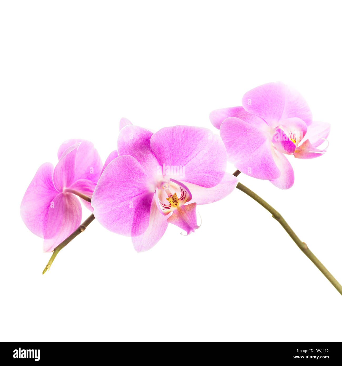 Rosa Orchidee blüht Gruppe isoliert auf weißem Hintergrund Stockfoto