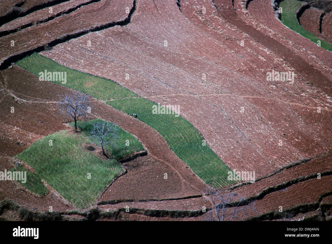 Weinig. 9. März 2014. Foto aufgenommen am 9. März 2014 zeigt die Feld-Landschaft in Haila Township von WEINIG Yi autonome Grafschaft, Südwesten Chinas Provinz Guizhou. © He Huan/Xinhua/Alamy Live-Nachrichten Stockfoto