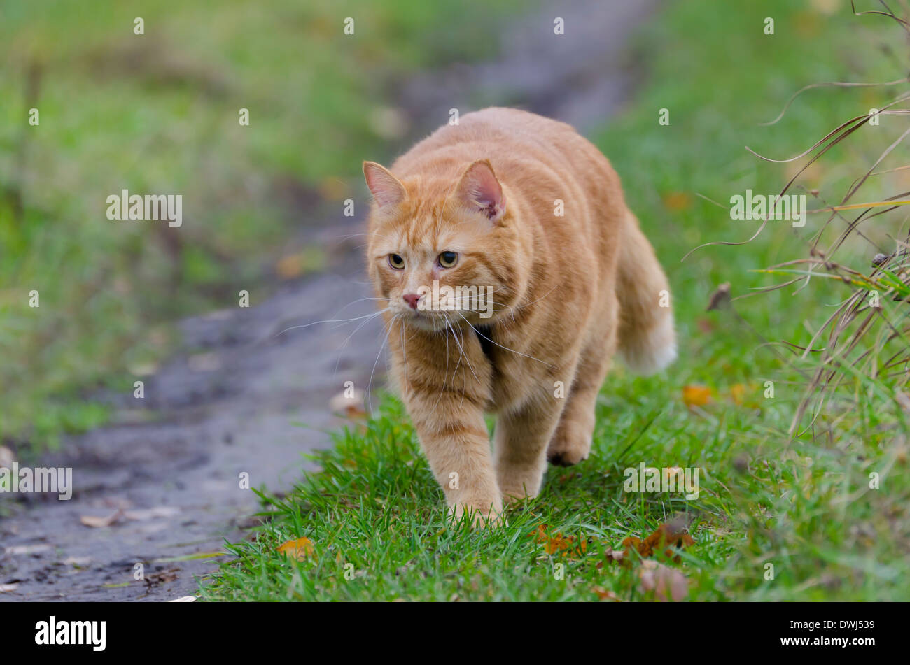 Rote Katze Spaziergänge durch die Wiese mit grünem Rasen und Laub Stockfoto