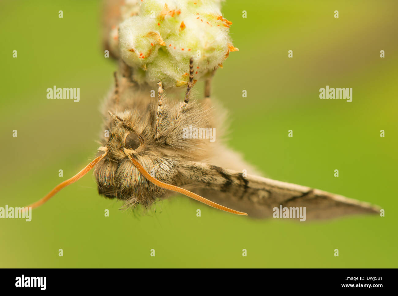 Achlya flavicornis Stockfoto