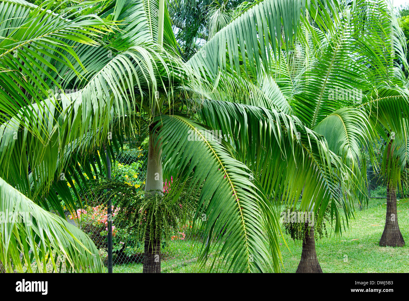 Tropischen Sago Palme, Mauritius Stockfoto