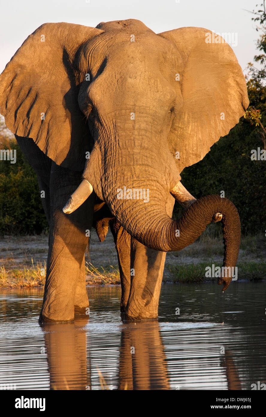 Ein afrikanischer Elefant (Loxodonta Africana) an einer Wasserstelle in der Savuti Region von Botswana Stockfoto