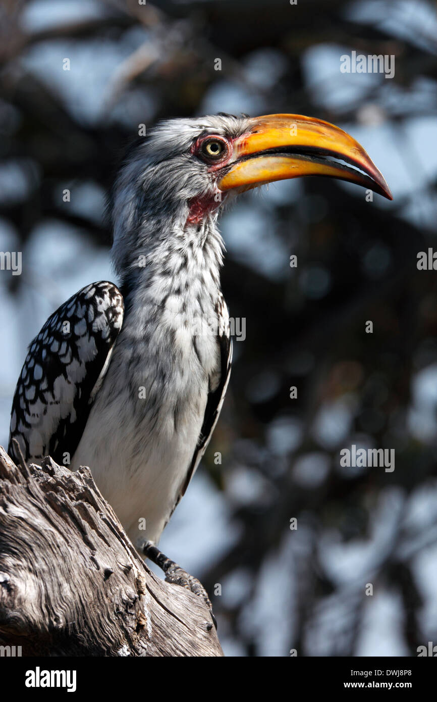 Yellowbilled Toko (Tockus Flavirostris) in der Savuti Region von Botswana Stockfoto