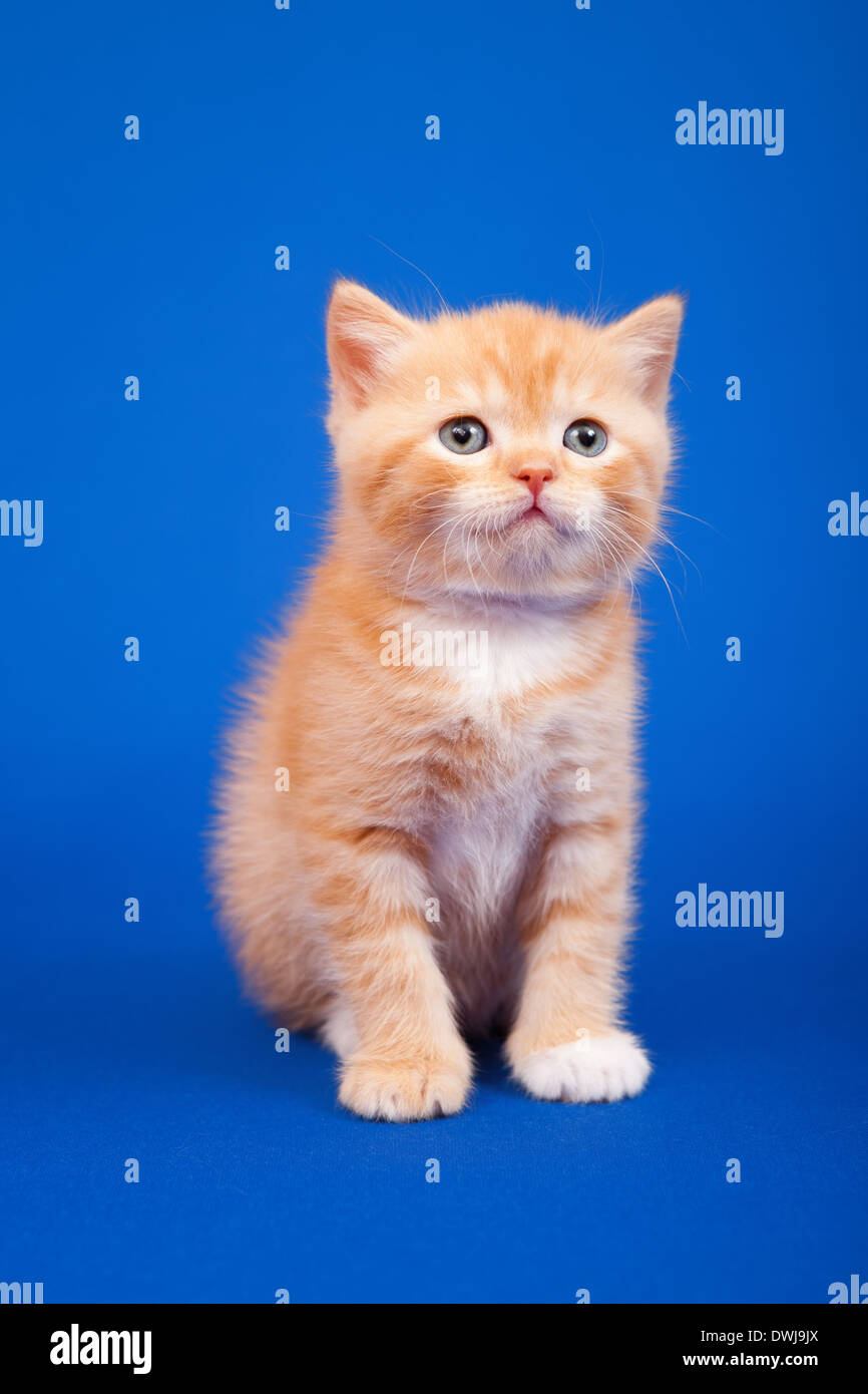 Ginger schottischen reinrassige Katze sitzt auf blauem Hintergrund Stockfoto