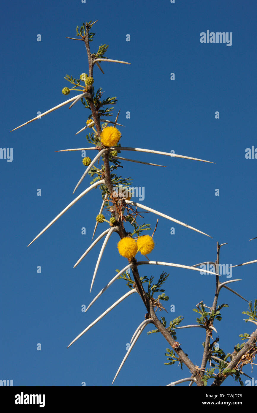 60mm Dornen auf einer Acacia Tree (Acacia Erioloba) im Etosha Nationalpark in Namibia Stockfoto