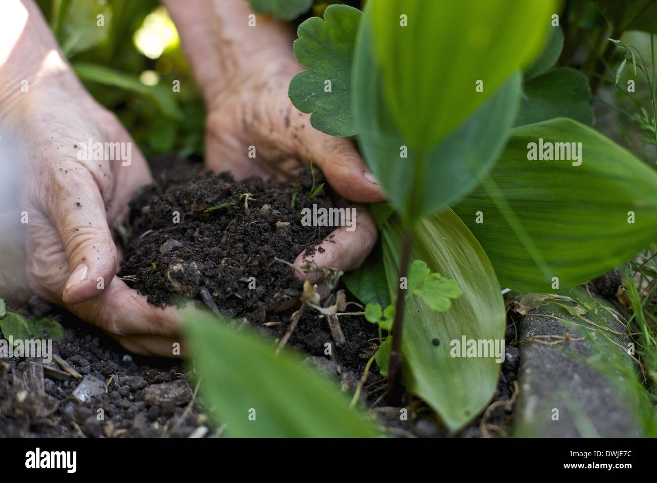 Nahaufnahme Bild des weiblichen Händen Erde vom Boden aufheben Stockfoto