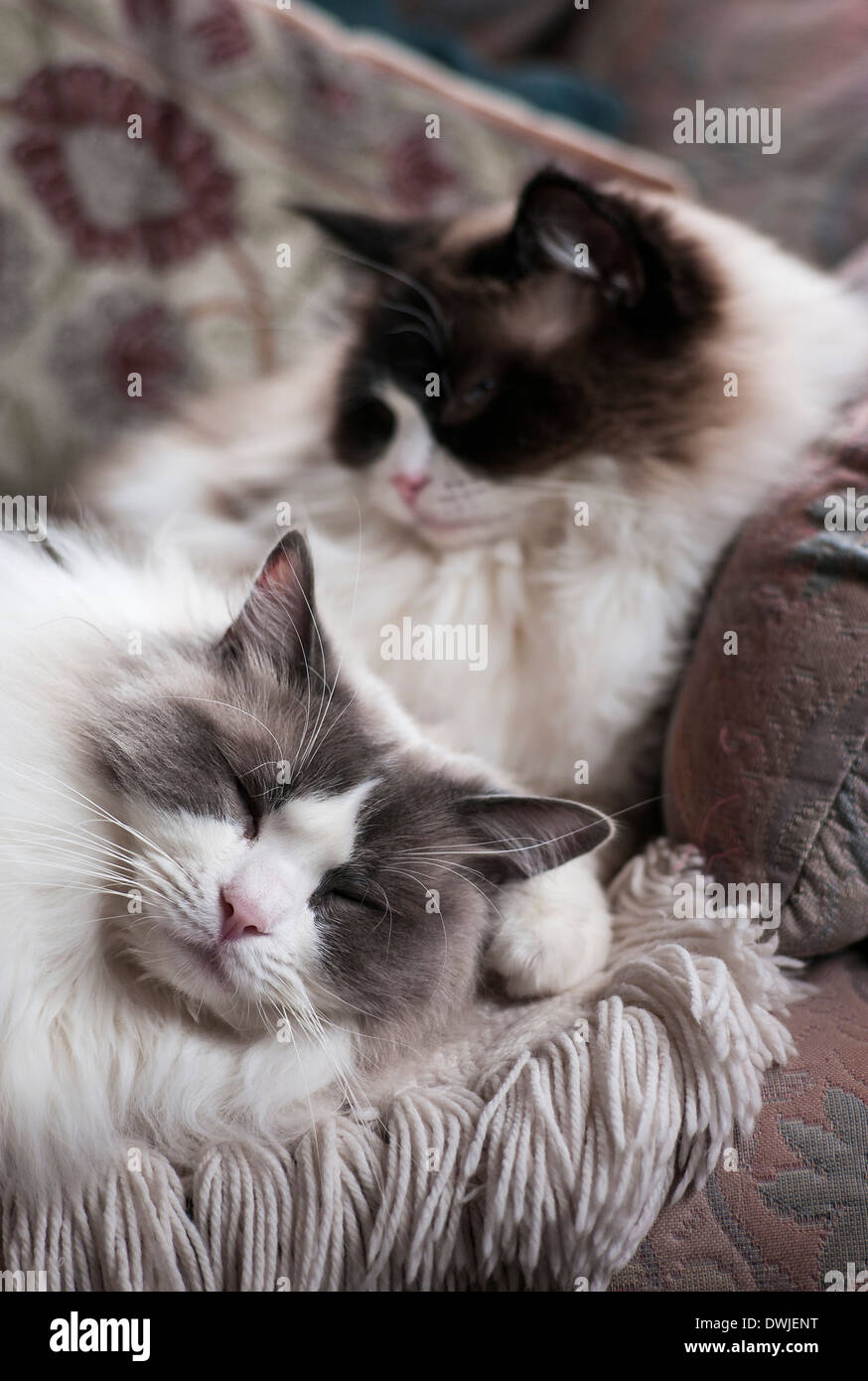 Zwei Geschwister Ragdollkatzen teilen einen Sessel für ein Nickerchen Stockfoto