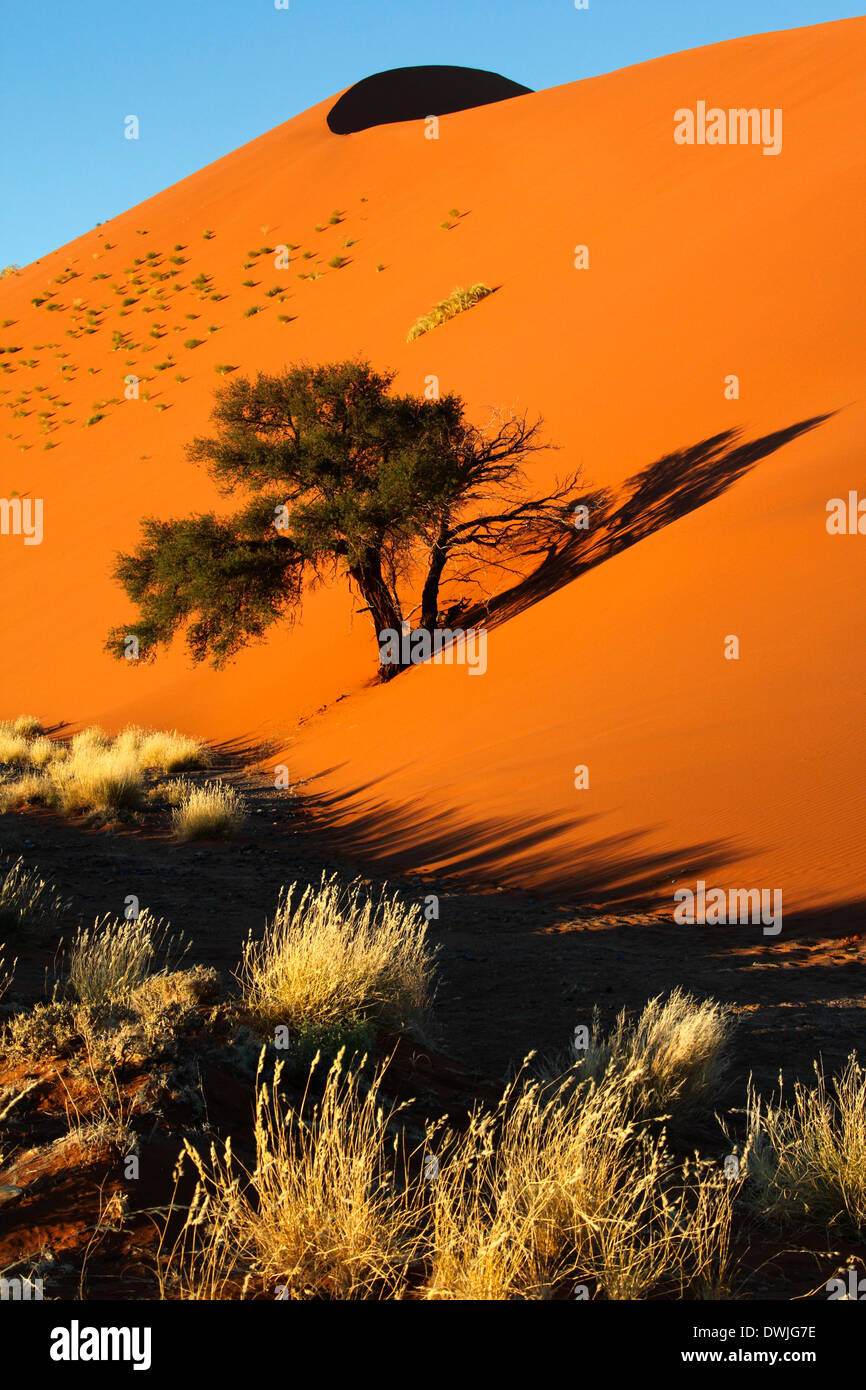 Morgensonne auf der Garrigue und Sanddünen der Namib-Wüste bei Sossusvlei in Namibia Stockfoto
