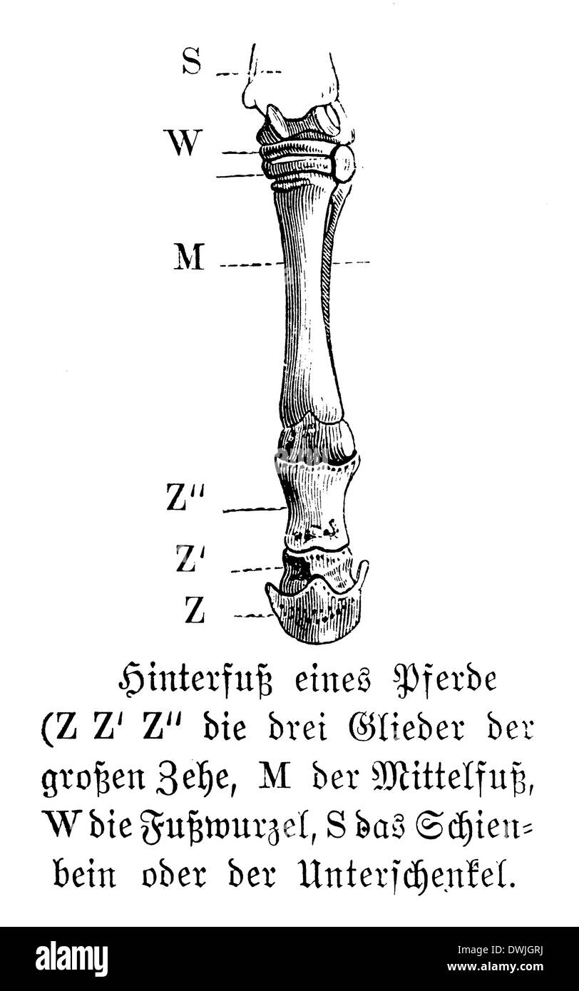 Pferd: Rückfuß Stockfoto