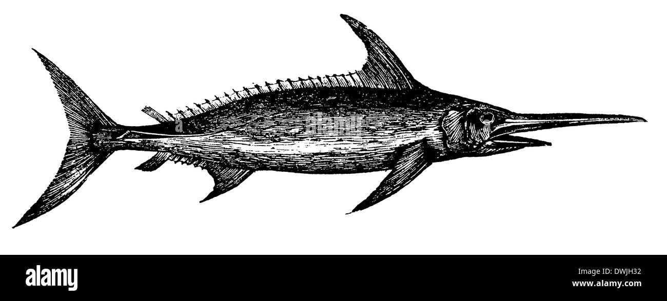 Schwertfisch Stockfoto