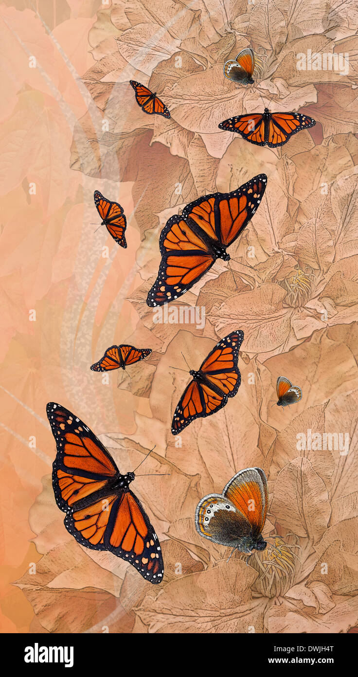 Monarchfalter (Danaus Plexippus) und andere orange Schmetterlinge-montage Stockfoto