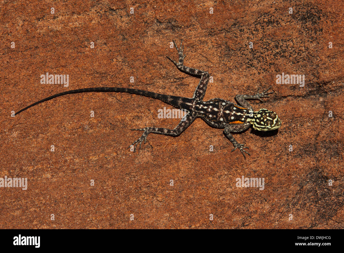 Namibische Rock Agama (Agama Planiceps) im Damaraland in Namibia Stockfoto