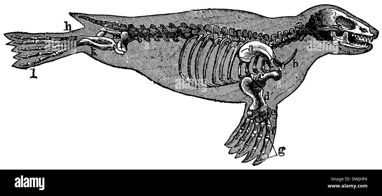 Dichtung: Skelett Stockfoto