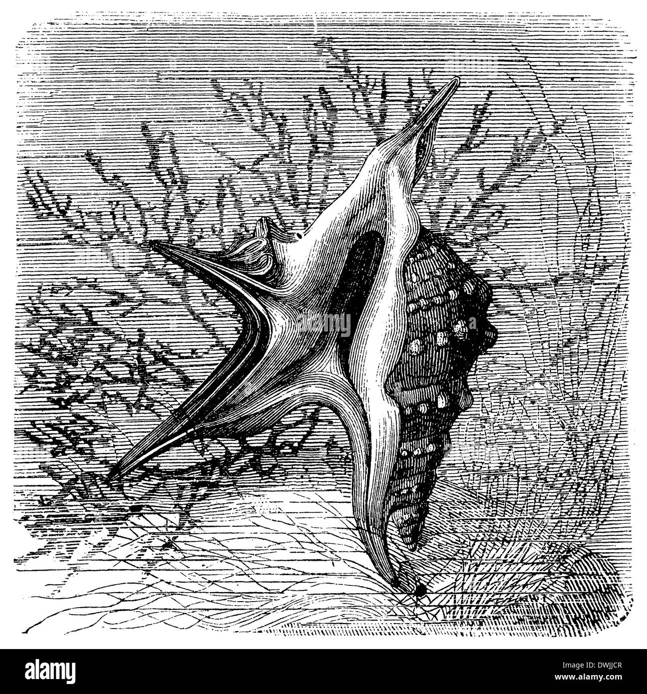 Pelikan: Fuß Stockfoto