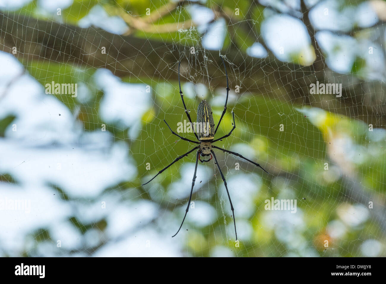 Eine Batic Orb Weaver spider Stockfoto