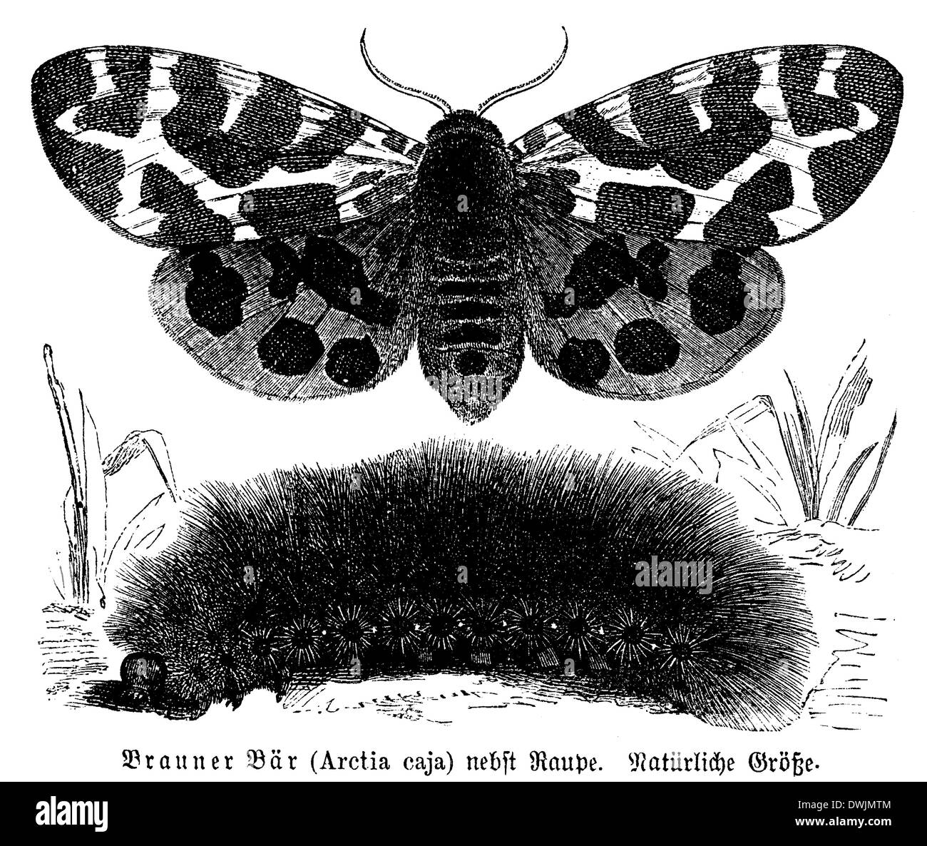 Brauner Bär Stockfoto