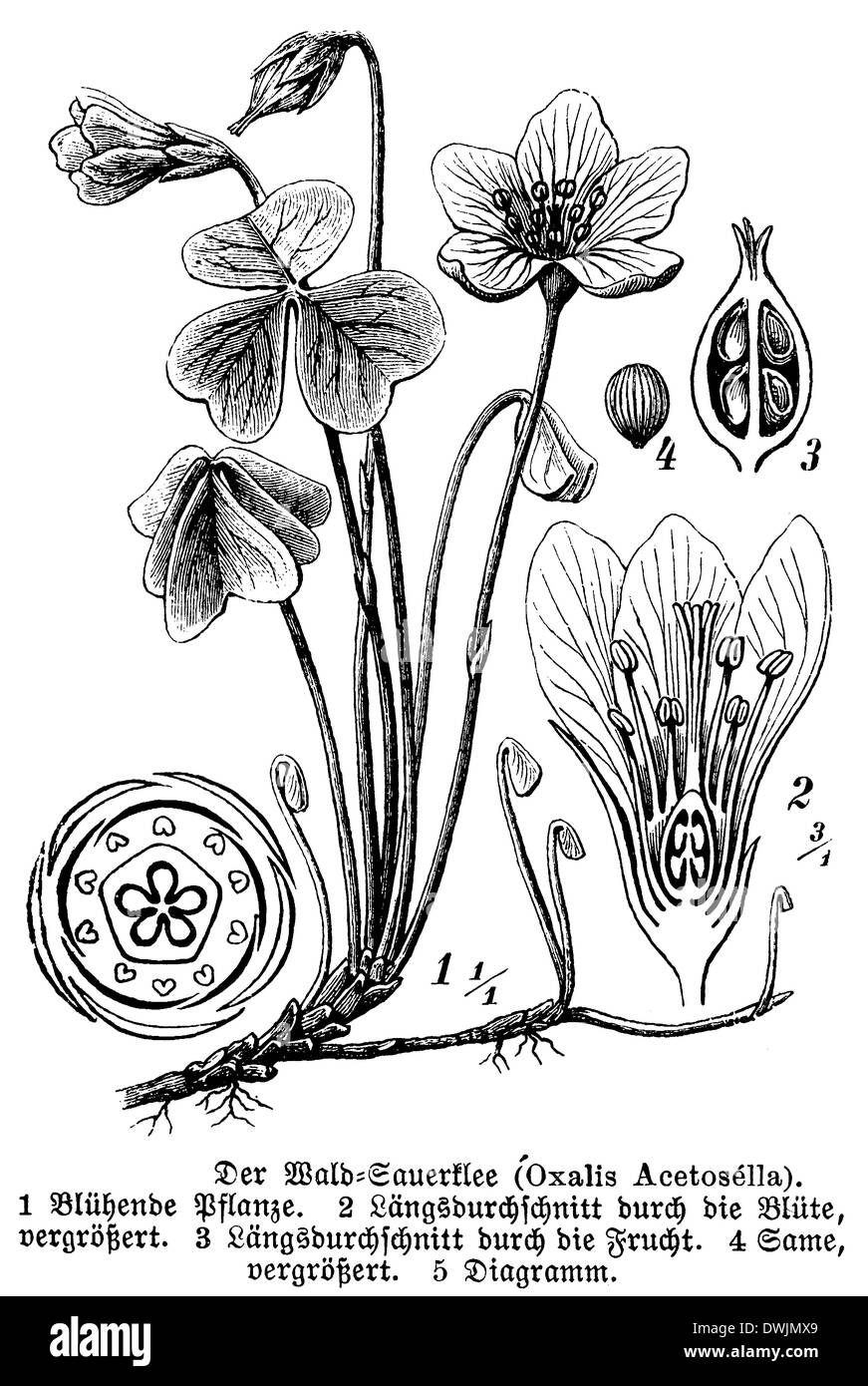 Sauerampfer, oben rechts: Obst Stockfoto