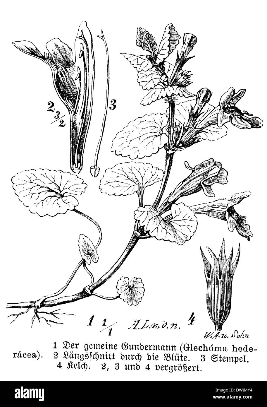 Ground ivy Stockfoto Ground ivy Stockfoto