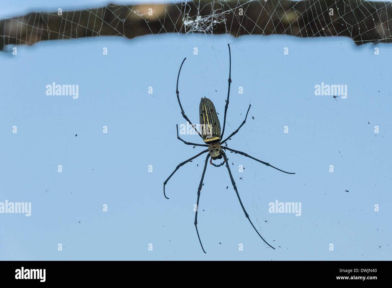 Eine Batic Orb Weaver spider Stockfoto