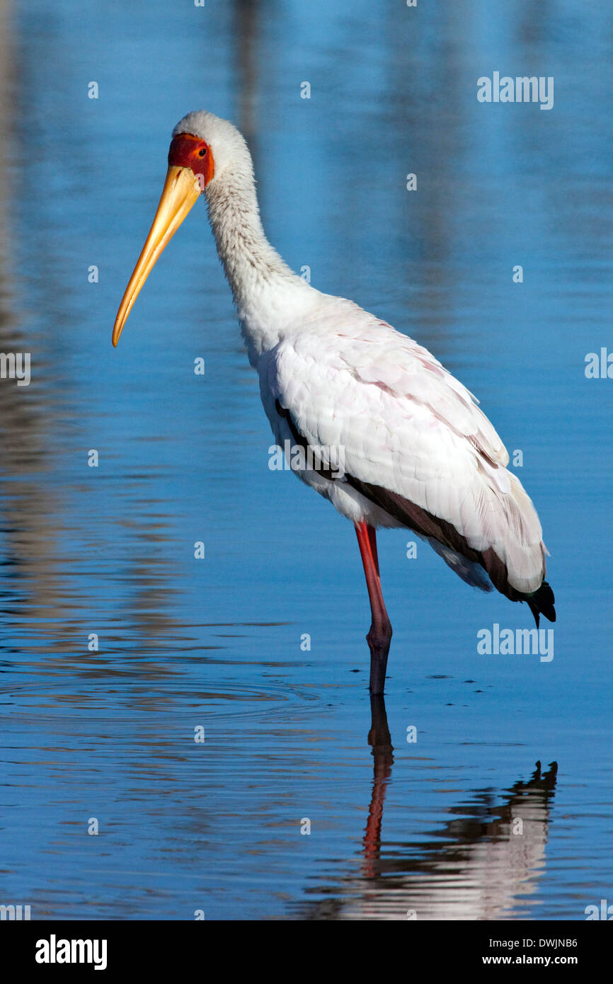 Yellowbilled Stork (Mycteria Ibis) in das Okavango Delta in Botswana Stockfoto