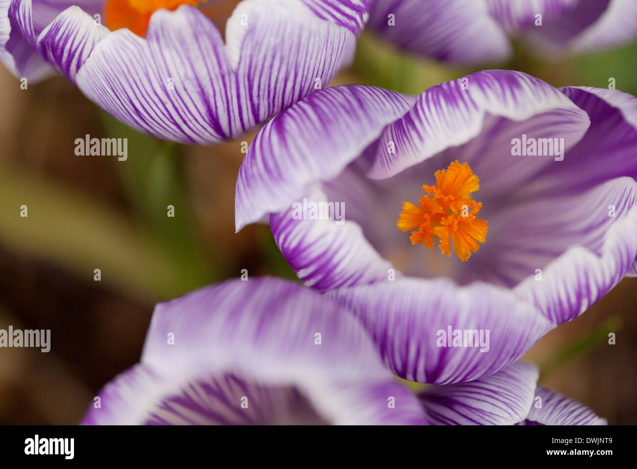 Crocus Vernus lila weiß gestreifte geäderten Blüten mit leuchtend orangefarbenen Staubfäden Stockfoto