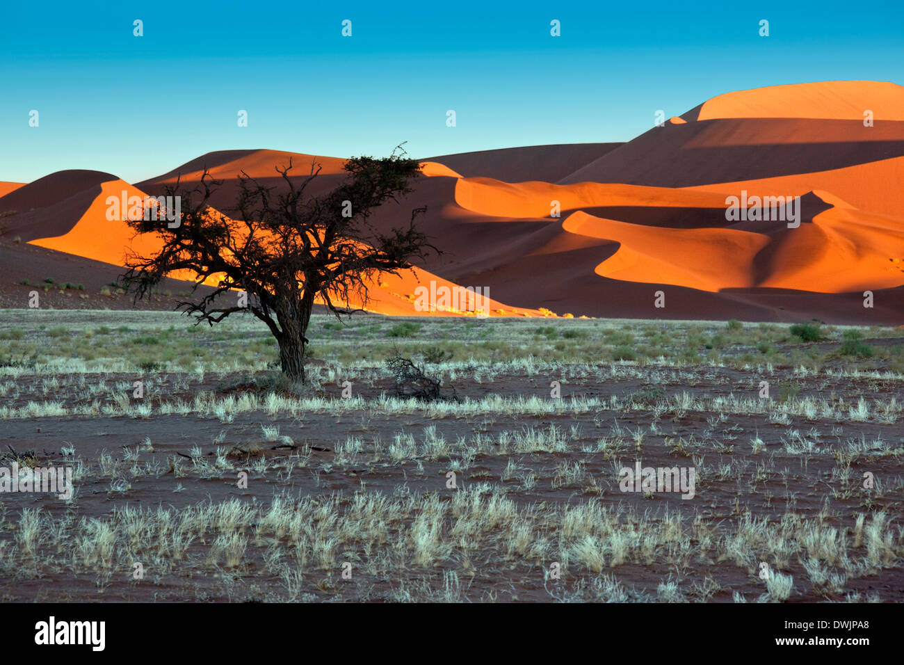 Dawn Sonnenlicht auf den Sanddünen in der Wüste Namib-Nuakluft in der Nähe von Sossusvlei in Namibia Stockfoto