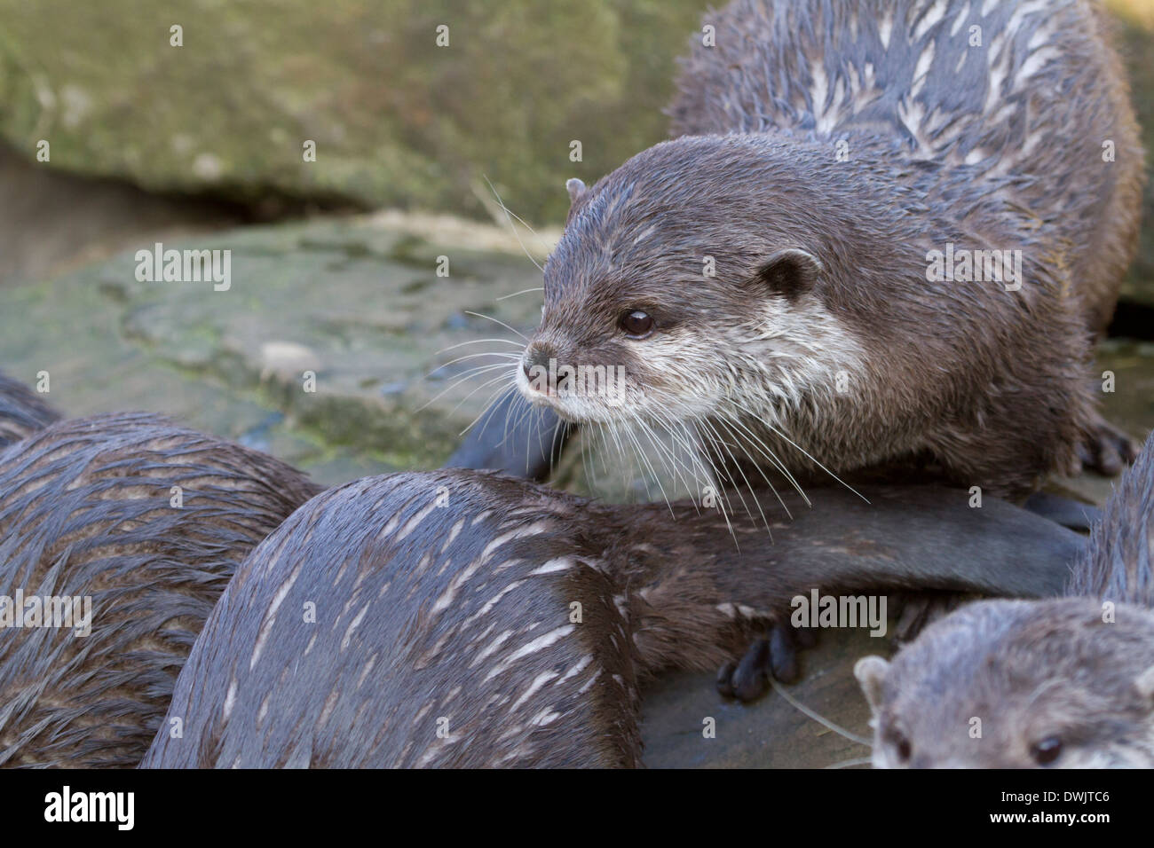 Amblonyx, Tier, Asien, asiatisch, Bank, braun, Fleischfresser, Cinereus, Krallen, enge, kuscheln, neugierig, niedlich, Detail, Ohr, Osten, Auge, Stockfoto