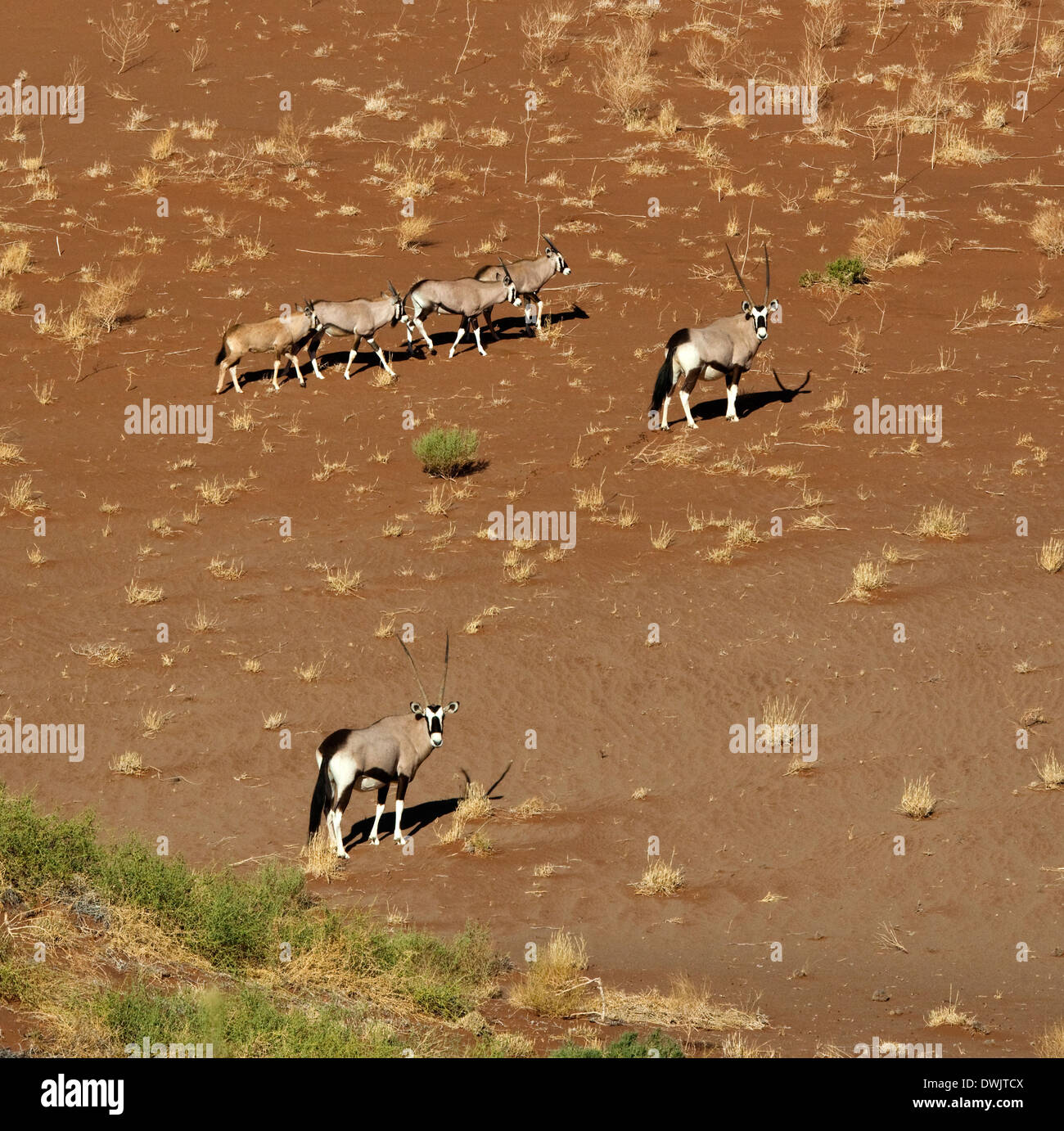 Gruppe von Oryx (Oryx) auf einer Sanddüne in der Nähe von Sossusvlei in der Namib Wüste in Namibia Stockfoto