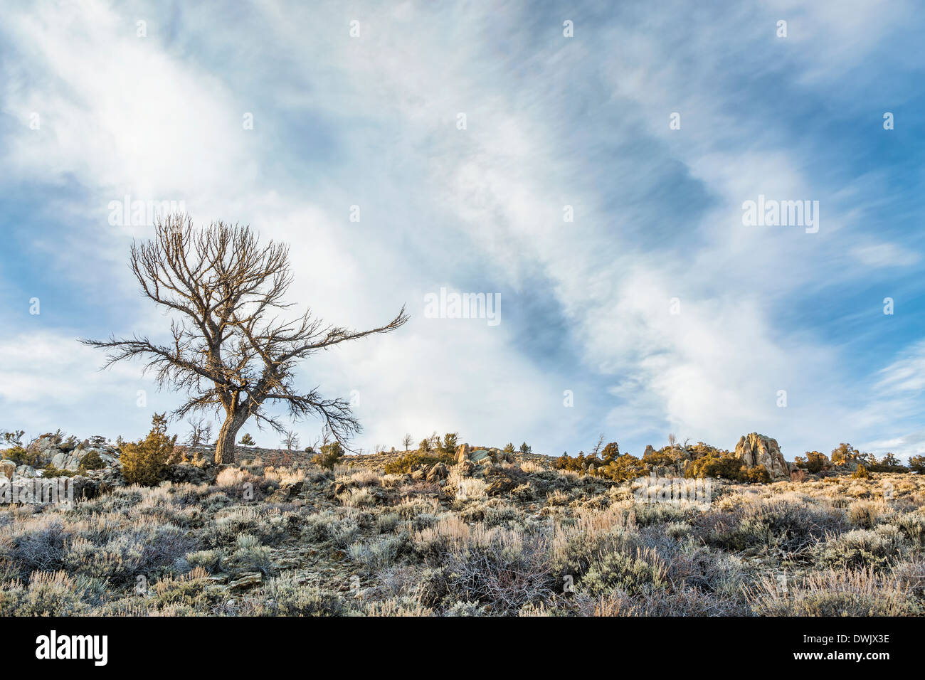 Silhouette eines Toten Baumes gegen Beifuß und Felsen in North Park, Colorado Stockfoto
