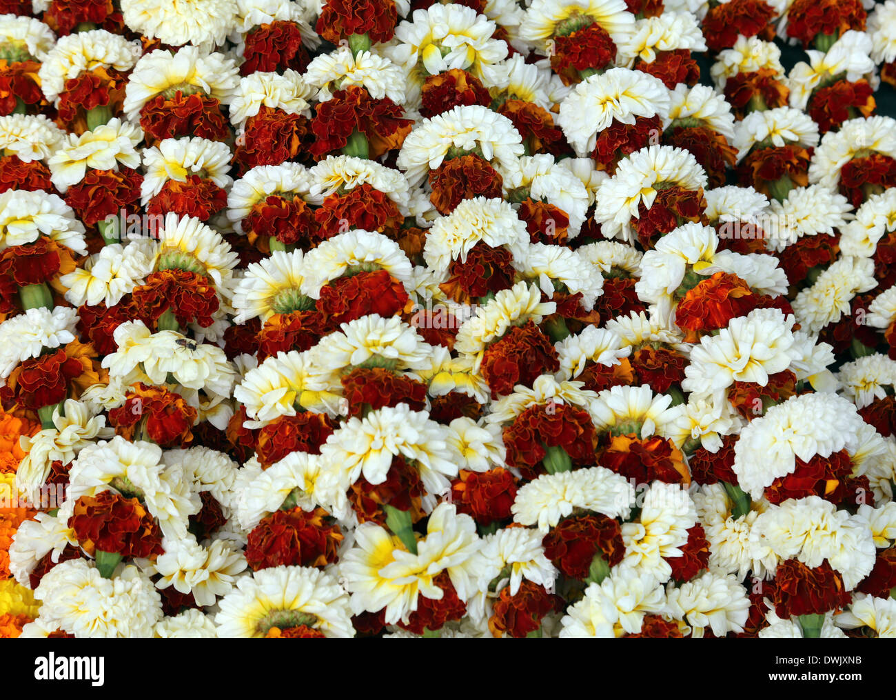 Blumen und Girlanden für Verkauf auf dem Blumenmarkt im Schatten der die Haora-Brücke in Kolkata, Westbengalen, Indien Stockfoto