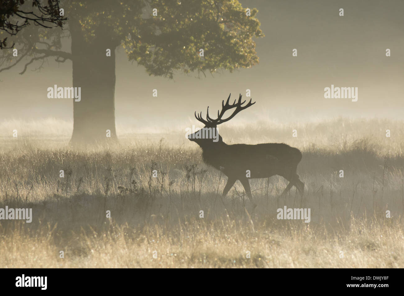 Rotdeer (Cervus Elaphus)-Hirsch an einem nebligen Morgen Stockfoto