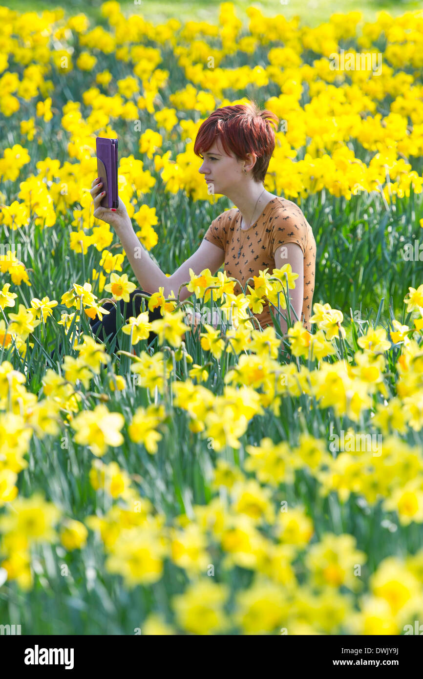 Eine Mädchen liest ein Ebook auf dem Lande, umgeben von Narzissen Stockfoto